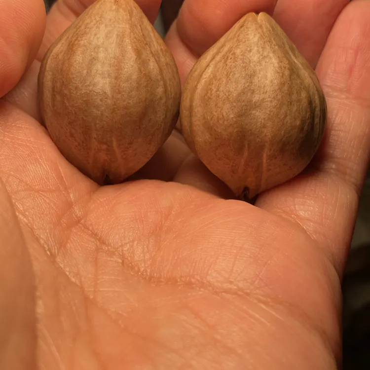 福利苏工核雕，纯个性十足，大核手把件一对，超红，尺寸2。8