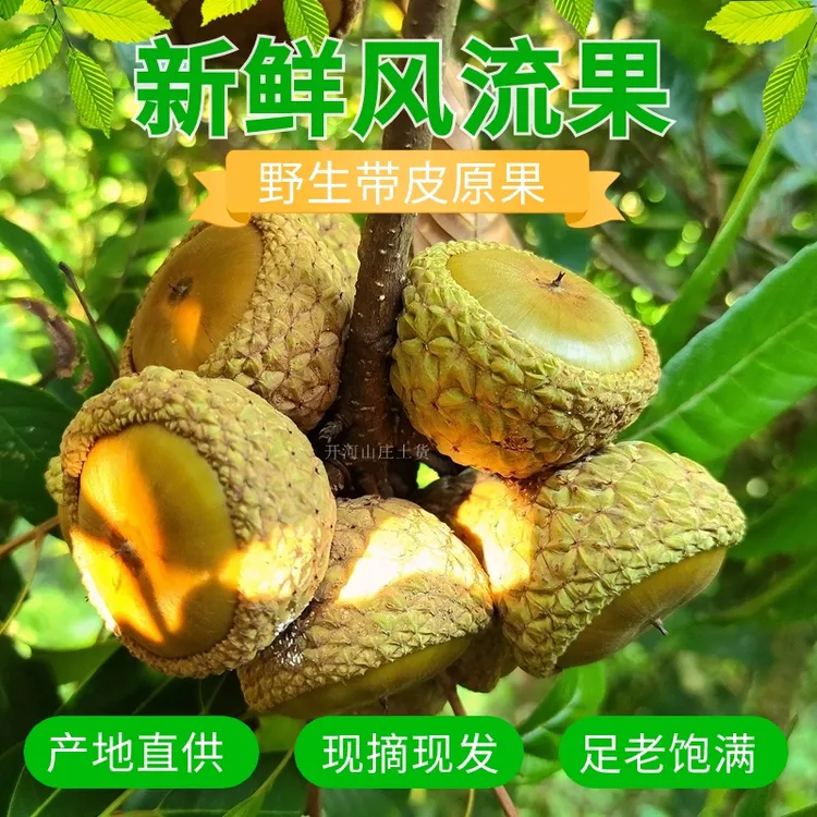 广西深山野生风流果石野果马古叠石头果七头果厚磷柯泡酒煮水煲汤