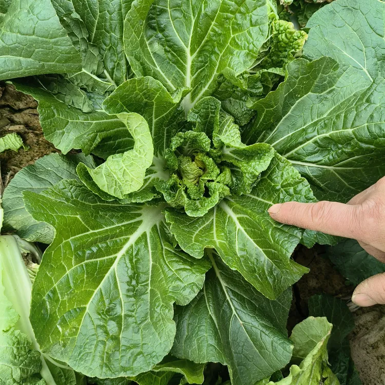 湖北襄阳露天自种散叶白菜扑拉颗白菜