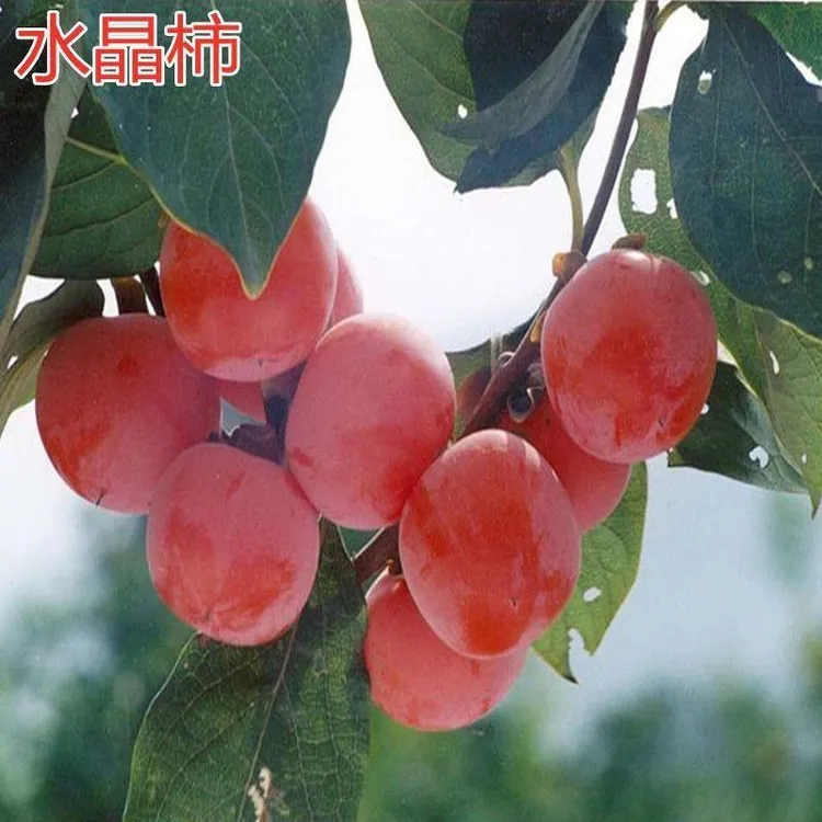 正宗火晶柿子树苗水晶柿子树苗嫁接柿苗地栽苗红灯笼柿苗