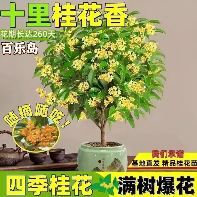 【满屋爆香】四季桂花树盆栽地栽桂花树浓香型正宗桂花四季花卉商品图
