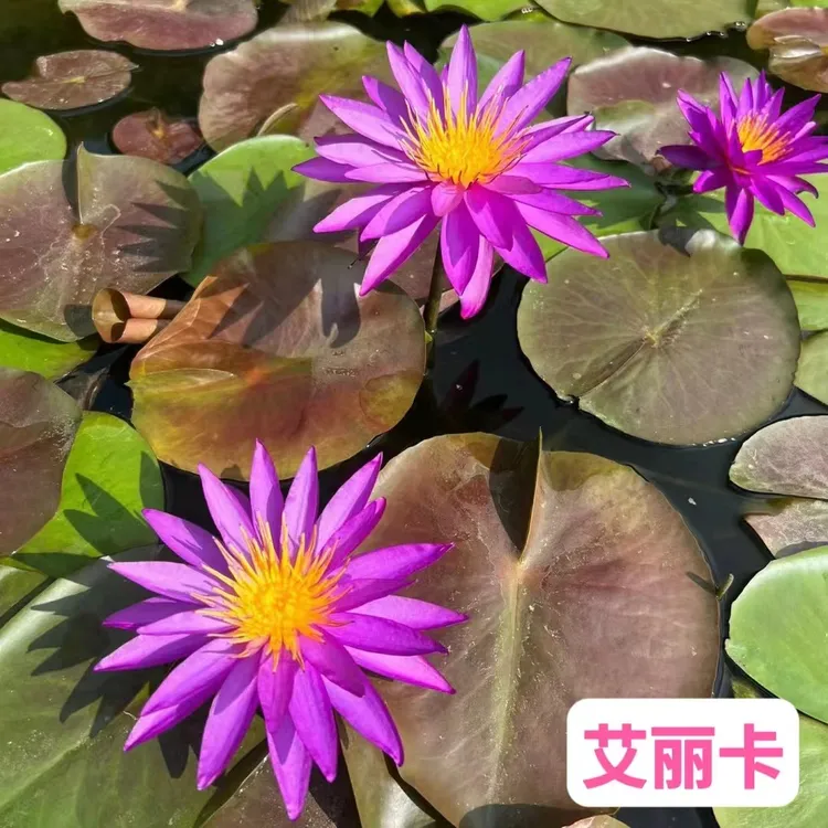 艾丽卡 大型 带花苞 耐寒型水生花卉可庭院鱼池水培观赏植物