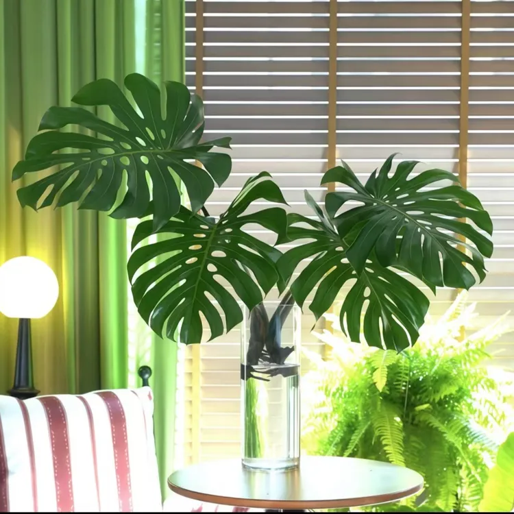 巨无霸水培水培老桩龟背竹大叶已开背大号室内水培观叶绿植生长