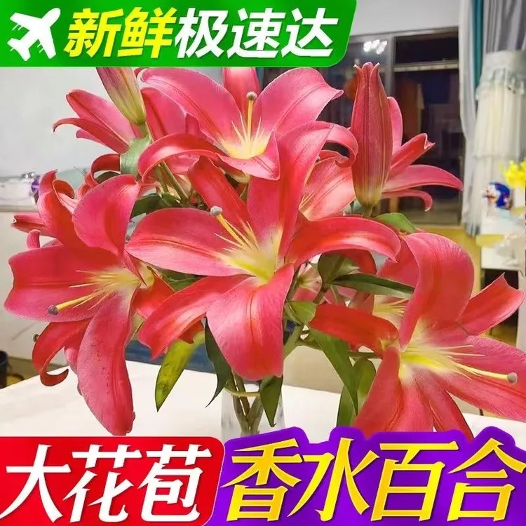 云南基地直发香水百合鲜花束水养真花同城速递家用插花