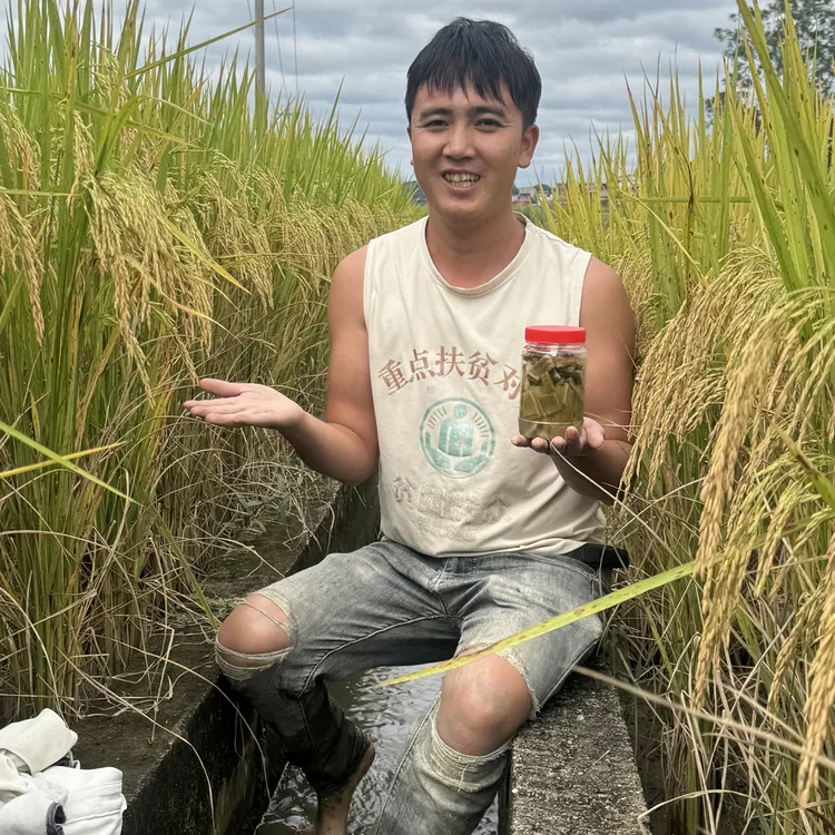 广西刀豆下饭下粥神器酸野界天花板