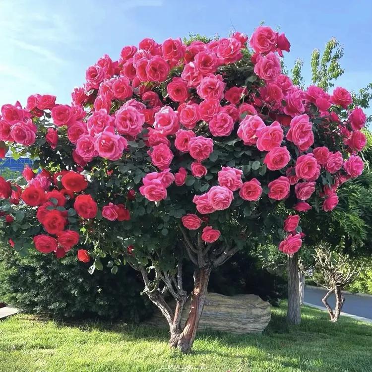 混色棒棒糖多色大花浓香树桩庭院四季开花耐寒耐热好养树状月季