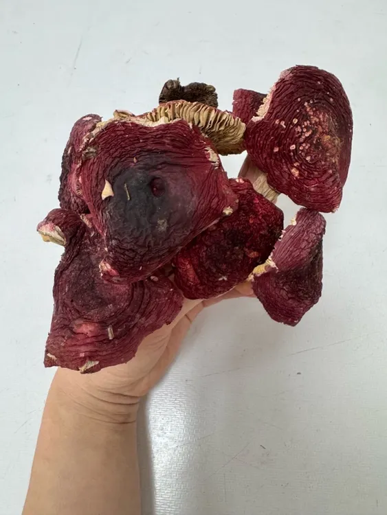 云南野生三角红菇与菇脚
