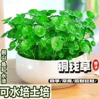 {力推}四季好养铜钱草水培盆栽绿种子客厅办公室内花卉水养金钱草