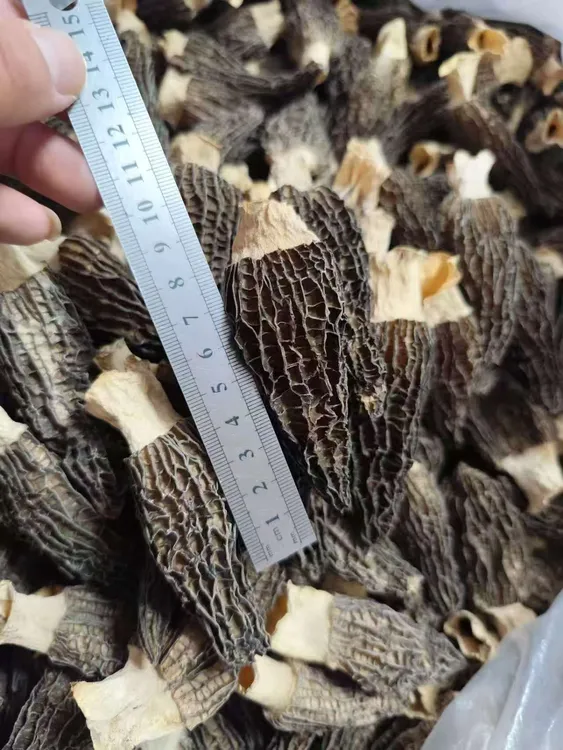 2025头茬6妹精选6-8公分！厚肉浓香 煲汤自用上好佳品！ 