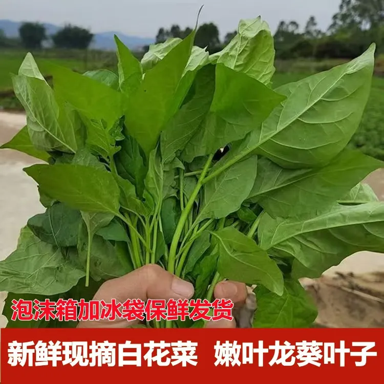 广西新鲜野生龙葵草白花菜嫩芽嫩叶假辣椒叶蔬菜可吃新鲜叶子当季