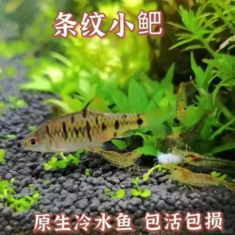 野生条纹小鲃中国斗鱼伴侣活体二须鲃清洁耐寒冷淡水鱼鱼缸