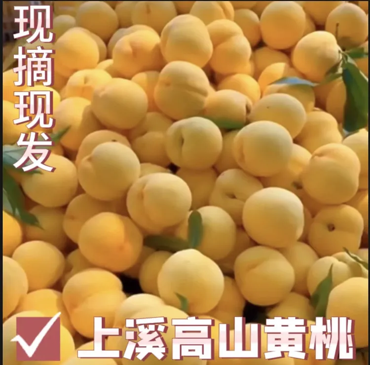 江西吉安永丰上溪黄桃新鲜现摘皮薄香甜多汁脆甜爽口应季水果