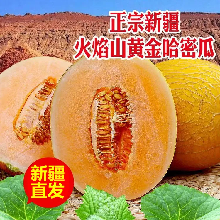 【新疆空运直发】吐鲁番火焰山黄金色年华哈密瓜西州蜜当季新鲜水果