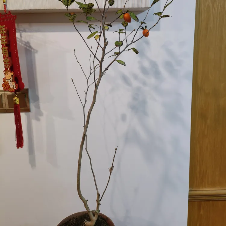 原生老鸦柿文人盆景
