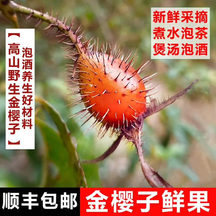 【顺丰包邮】新鲜野生金樱子湖南怀化泡酒料深山糖糖果中药材蜂糖罐