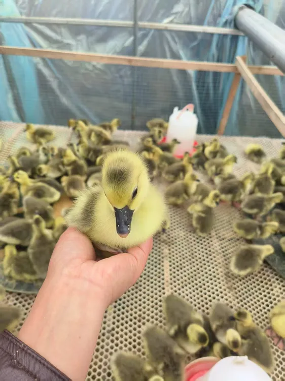 质保两天散养朗德鹅三两鲜嫩鹅肉顺丰快递