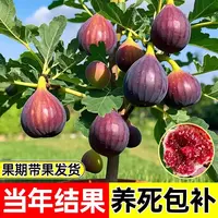 无花果树苗盆栽地栽大果南方北方种植耐寒波姬红芭劳奈青皮金傲芬