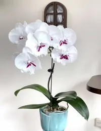 【凌波仙子】蝴蝶兰~高档、美观室内花卉