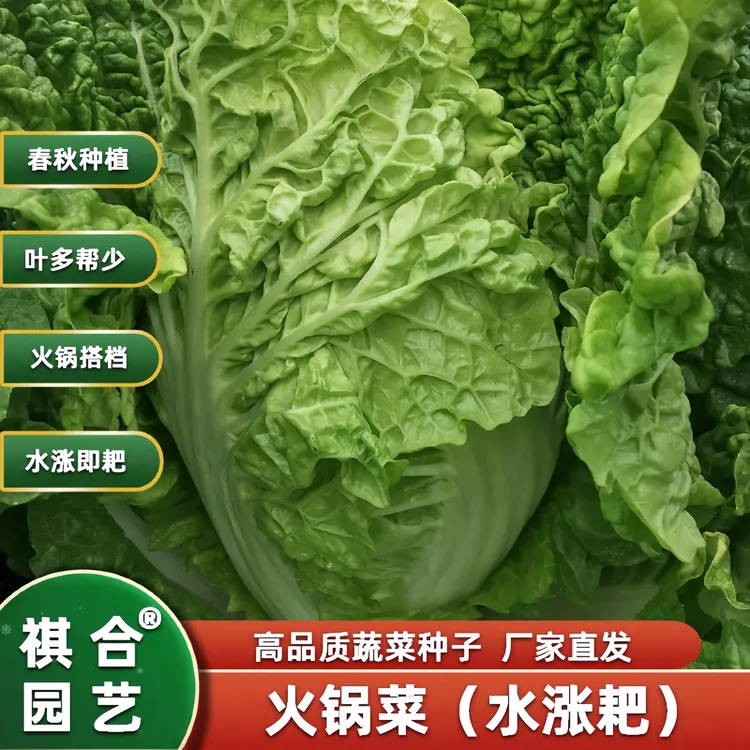 无筋帮少叶多大白菜种子四季大白菜种孑火锅菜水涨耙种籽水涨汃
