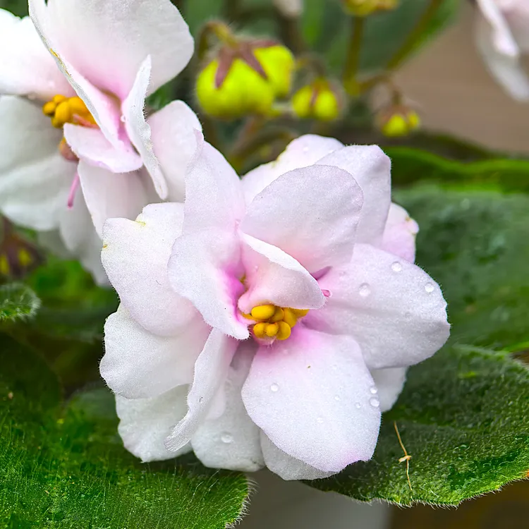 西施 迷你款7.5cm盆 非洲堇紫罗兰 室内四季开花 多年生常绿 