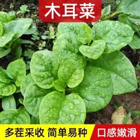 【满五包包邮】木耳菜种子小青菜阳台盆栽菜种蔬菜种籽四季种植种子