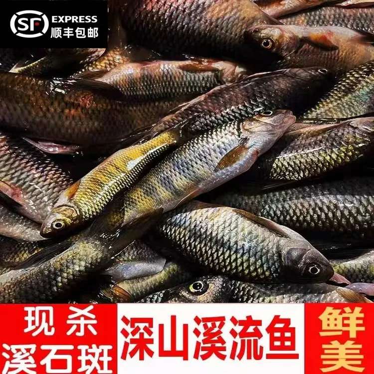 江西农村深山溪流石斑鱼黄腹溪石斑鱼清甜新鲜净膛光唇鱼顺丰包邮