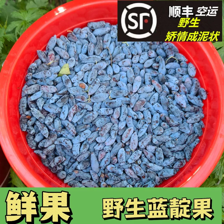 鲜果原味野生蓝靛果山茄子 羊奶子 顺丰空运到货果成泥状