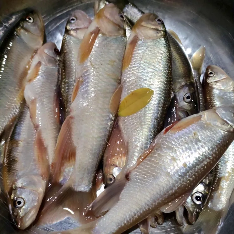 野生溪流马口2斤装新鲜农家纯野生马口鱼大马口鱼活鱼淡水鱼