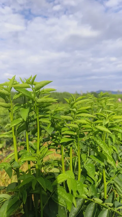 英德市望埠镇树仔菜蚂蝗（益肝菜）天绿香