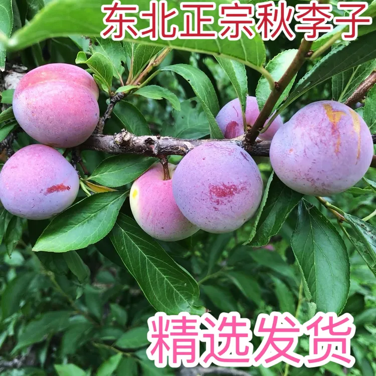 东北新鲜水果秋李子非鸡心李子大红袍香蕉李子