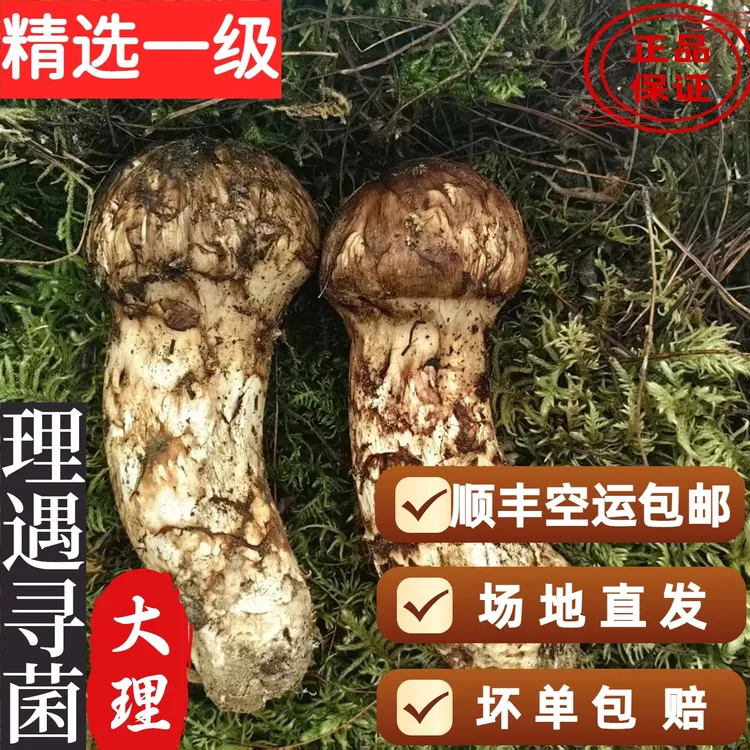 云南大理凤仪特级场地直发精品云南野生松茸正宗新鲜松茸松茸菌