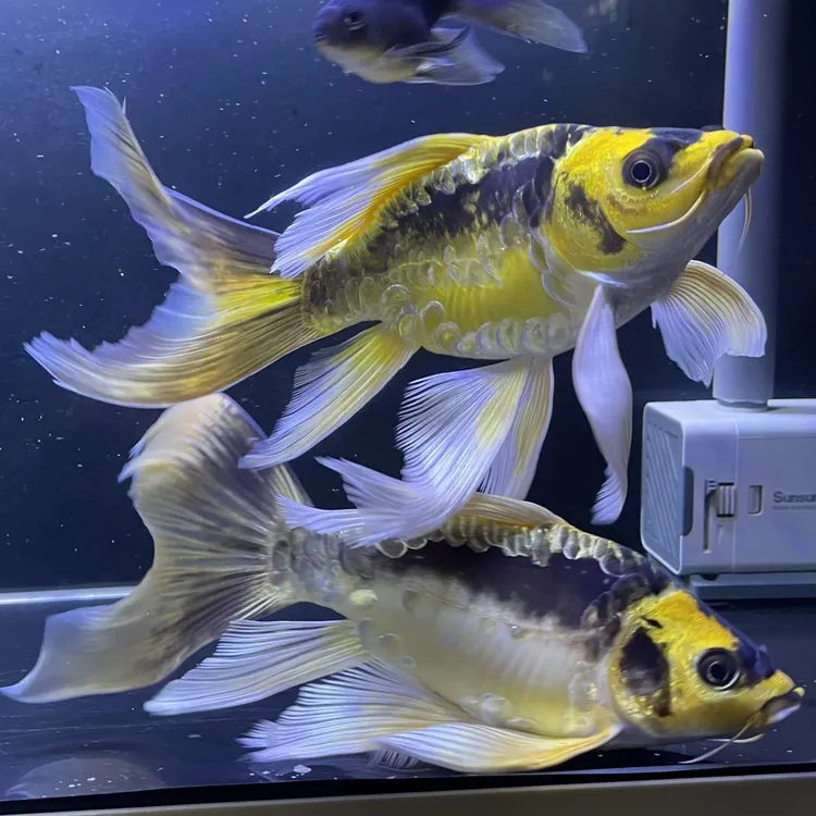 德系玛雅蝴蝶鲤大酋长球体长尾短身锦鲤冷水鱼耐活耐寒淡水观赏鱼