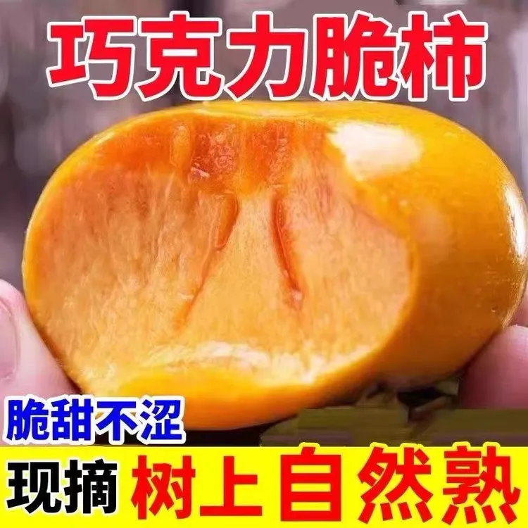 新鲜采摘香甜多汁正宗阳丰巧克力脆柿子当季水果树上摘下来直接吃