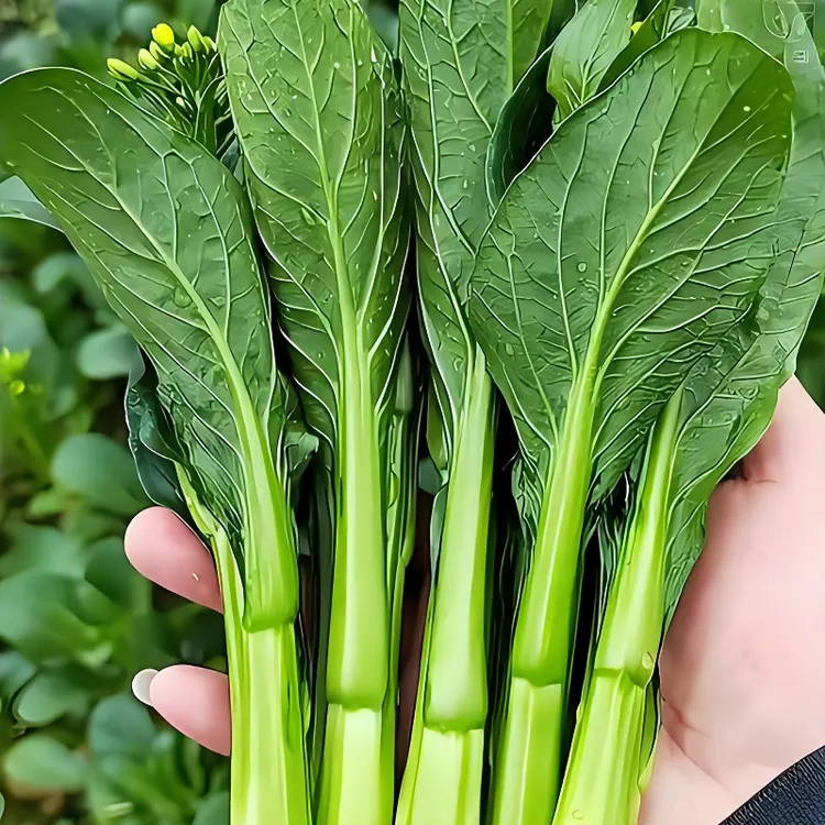 四九甜菜心种子广东甜菜心青菜籽四九菜心籽四季阳台小院蔬菜种子