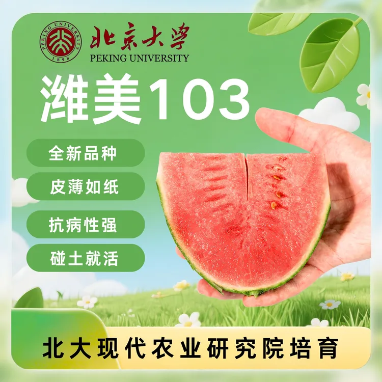 全新品种潍美103种子 阳台种植套装 阳台小西瓜 5件套