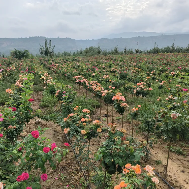 棒棒糖树状玫瑰花苗大花浓香室内阳台盆栽四季开花花卉植物