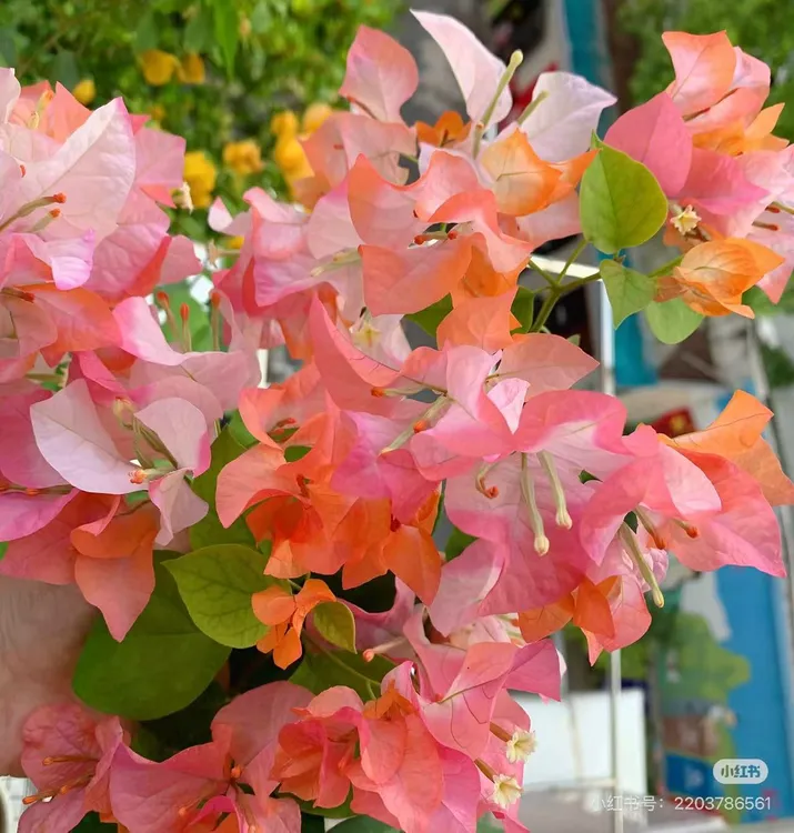 三角梅盆栽花卉四季勤花（一物一拍）运输途中会落花落叶介意勿拍