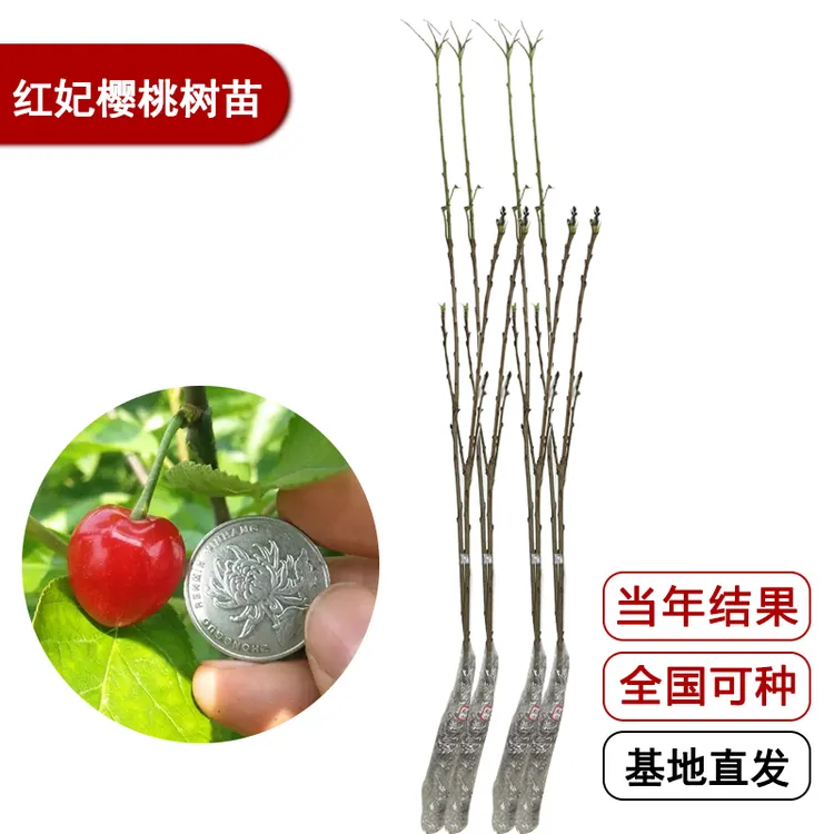 红妃樱桃种子树苗 基地直发 现挖现发全国可种