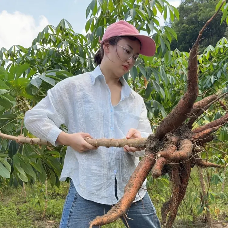 2025年新鲜现挖现发木薯黄心面包黄肉广西鸡蛋板栗木薯糖水店同款