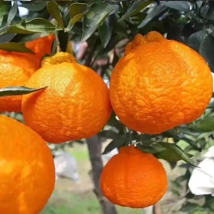丑橘树苗桔子果苗四川丑八怪不知火春见粑粑柑桔南北方种当年结果