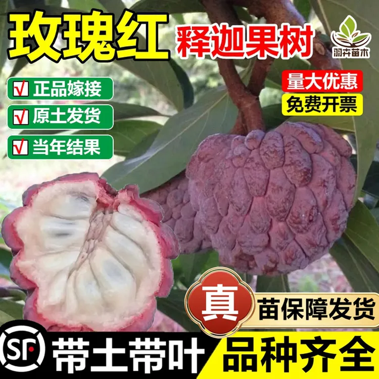 玫瑰红释迦果嫁接树苗台湾凤梨黄金黄龙释迦果南北盆地栽当年结果