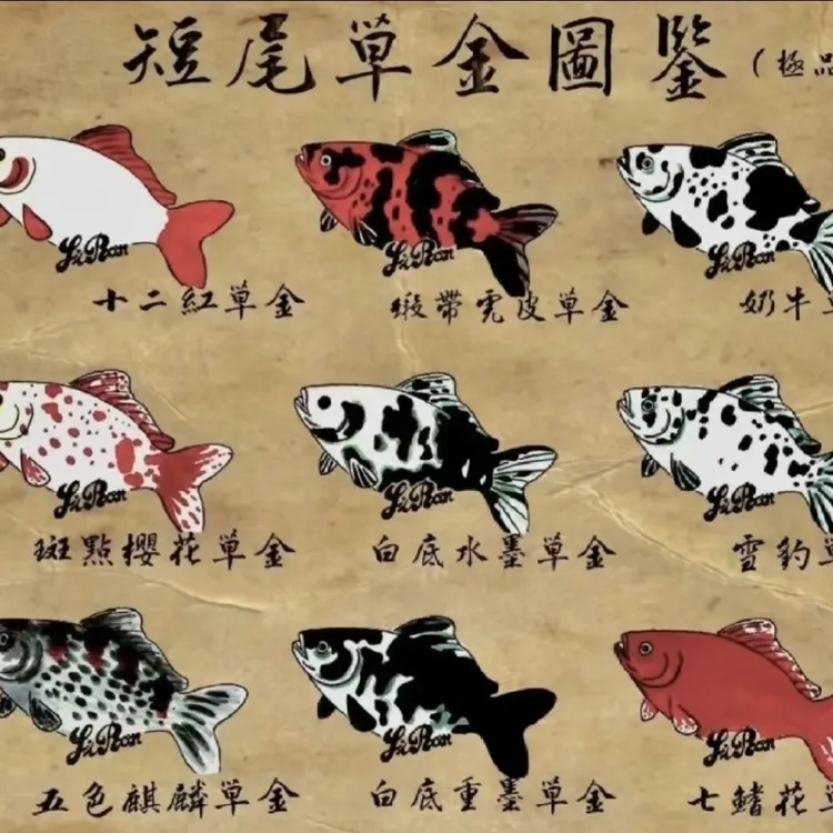 观赏鱼短尾草金一鱼一价直播选购