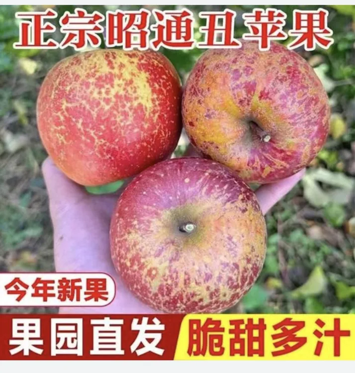 云南昭通丑苹果产地直发脆甜动画多汁正宗济南日报