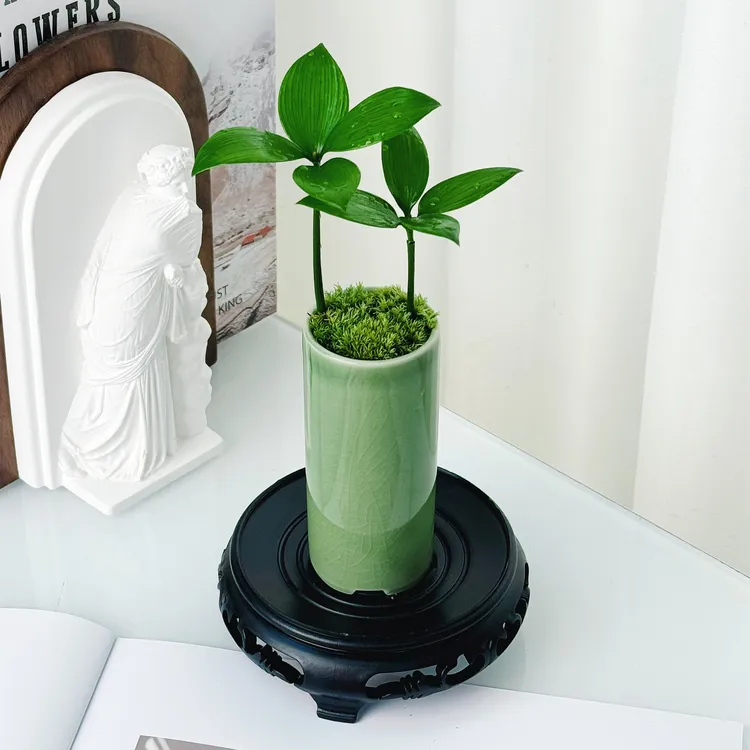 【竹柏】迷你盆景小盆栽驱蚊草植物室内花卉办公室桌面四季好养活绿