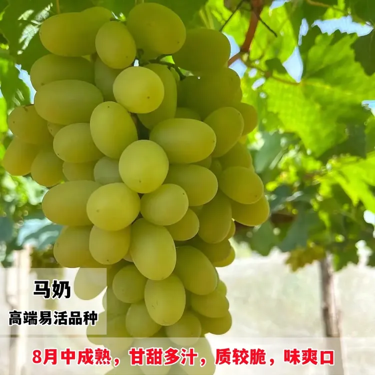 马奶提子葡萄树苗无核南北方种植爬藤果树白牛奶葡萄苗优质嫁接