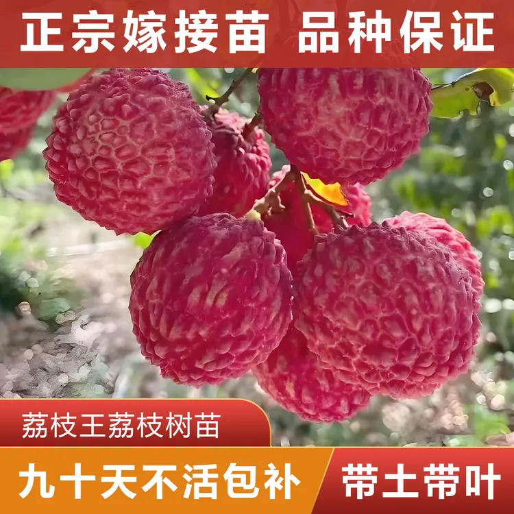 荔枝王荔枝树苗正宗荔枝苗带土阳台水果盆栽果树嫁接当年结果树苗