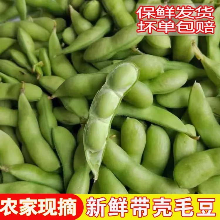 安徽农家自种新鲜带壳毛豆鲜嫩青豆米黄豆夹批发毛豆现摘当季蔬菜