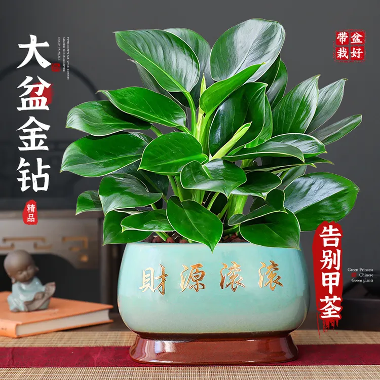 特级大盆金钻绿公主盆栽绿植室内花卉四季好养活净化空气植物除醛