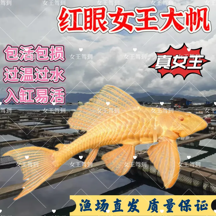 红眼女王大帆清道夫除藻鱼活鱼鱼观赏鱼大尺寸清洁鱼缸青苔必备