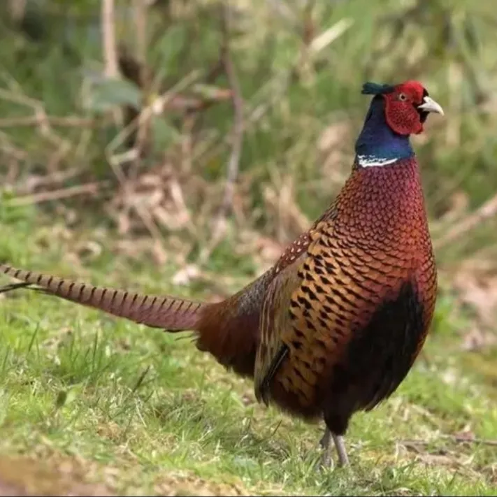 挑一只大公鸡约3.0斤京东包邮到家 包冰率不含冰